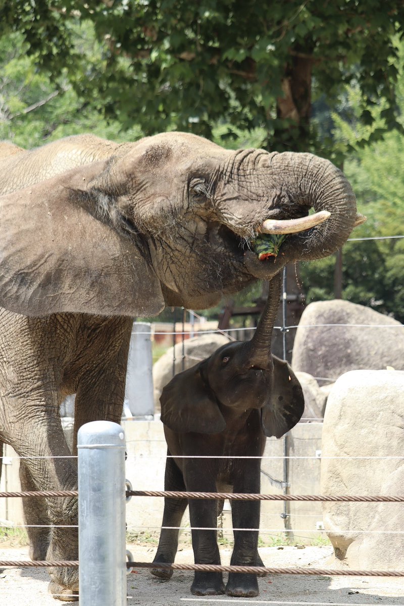pao__________n7's tweet photo. アオのお誕生日イベント🎂スイカの行方は・・・🍉
#安佐動物公園 https://t.co/Hcn4Tsocp4