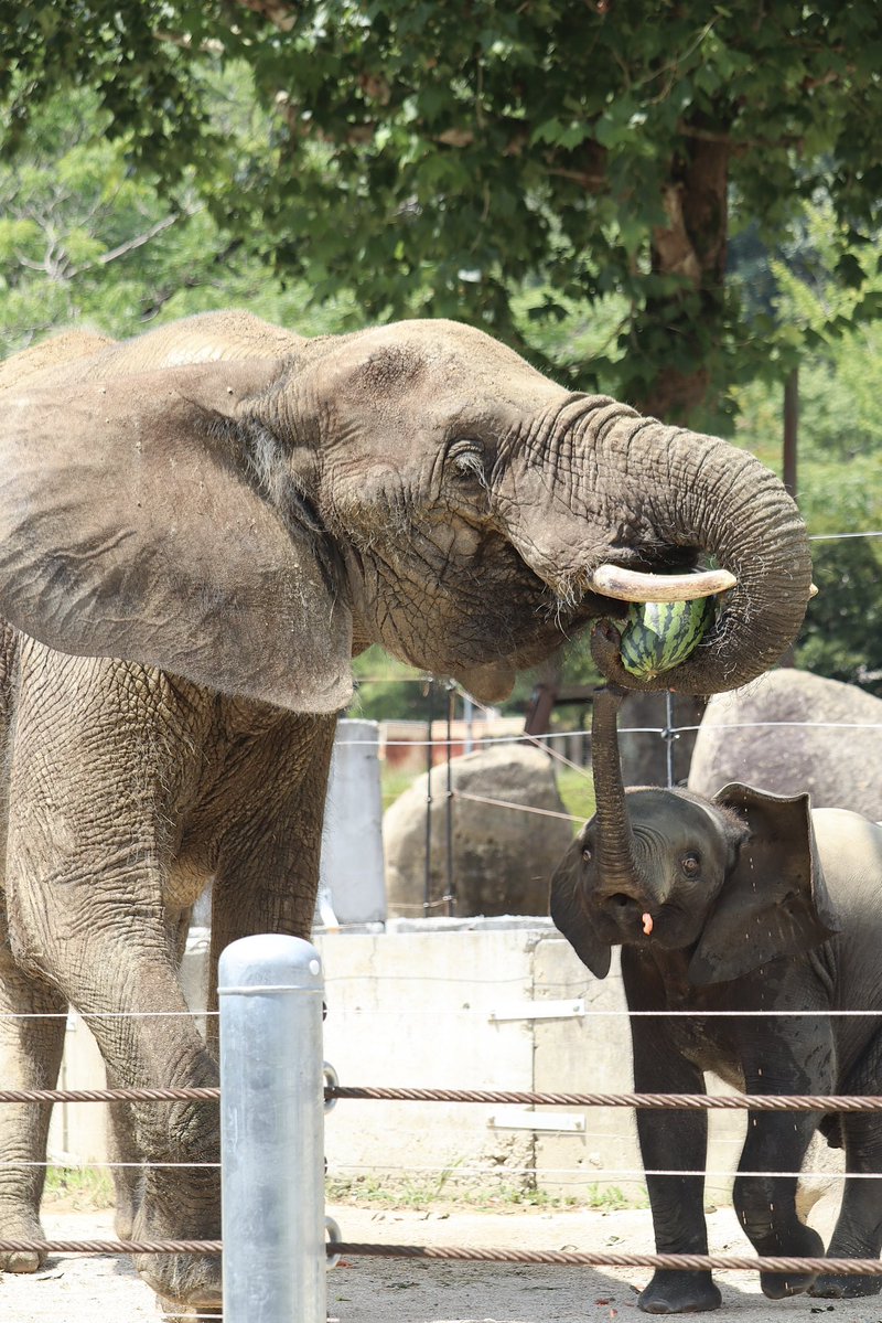 pao__________n7's tweet photo. アオのお誕生日イベント🎂スイカの行方は・・・🍉
#安佐動物公園 https://t.co/Hcn4Tsocp4