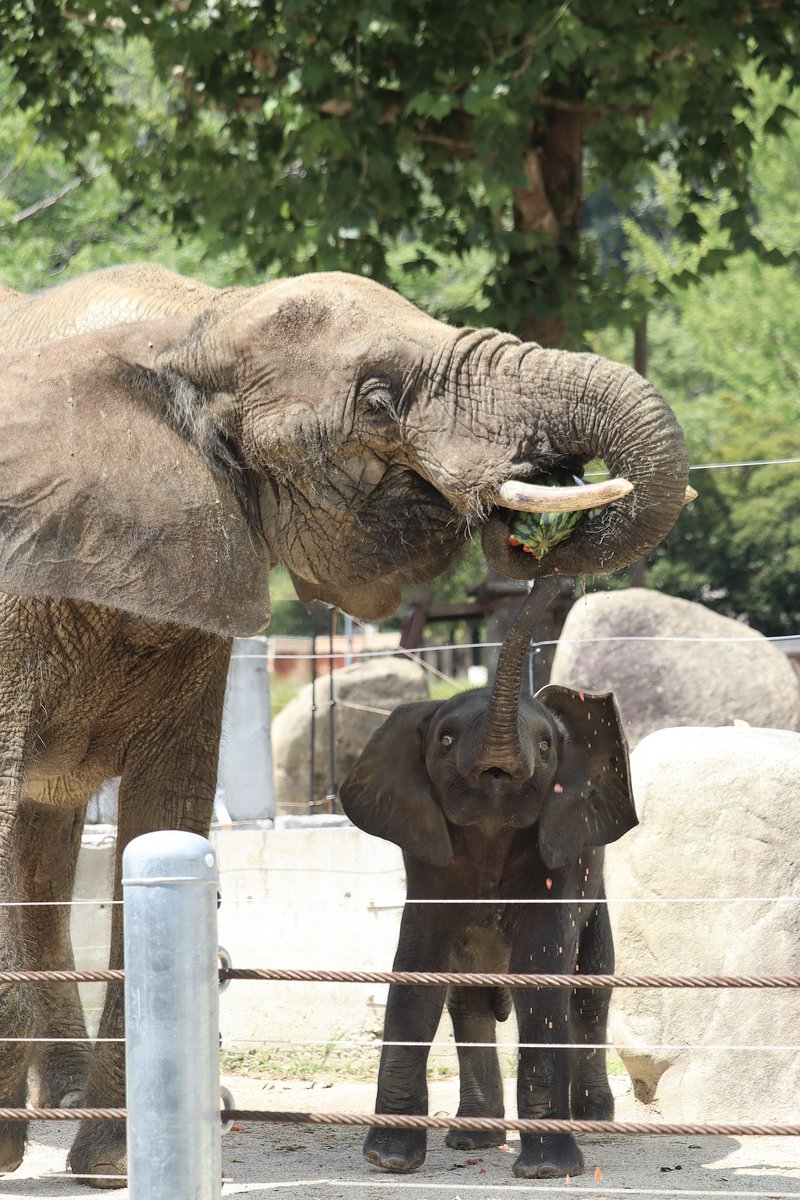 pao__________n7's tweet photo. アオのお誕生日イベント🎂スイカの行方は・・・🍉
#安佐動物公園 https://t.co/Hcn4Tsocp4