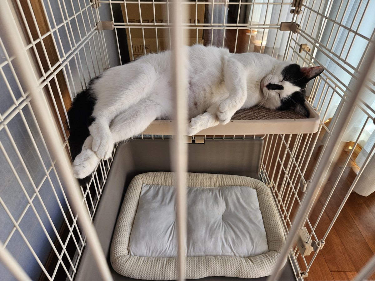 amabiebibibi's tweet photo. 保護猫さんが突然来ても対応できるように出しっぱなしのケージがあるんだけど、これを大福が大変気に入ってしまい、最近ずっとここで寝ている。 https://t.co/C9PZDo0JRb
