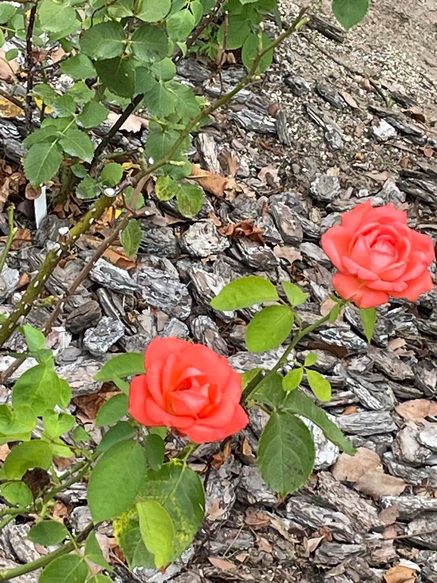 ana_junko's tweet photo. 4年前に主人と行った広島

原爆ドーム
平和記念公園
平和記念資料館

その傍に咲いていたバラの花

花を愛でることの出来る幸せに感謝

今日、平和記念式典で
小学生のお子さんが訴えた
#平和への誓い に涙

2度と同じ過ちを繰り返さないように

同じ地球に住む私たち
いがみ合いではなく
力を合わせて https://t.co/Sw4JXPqBfV