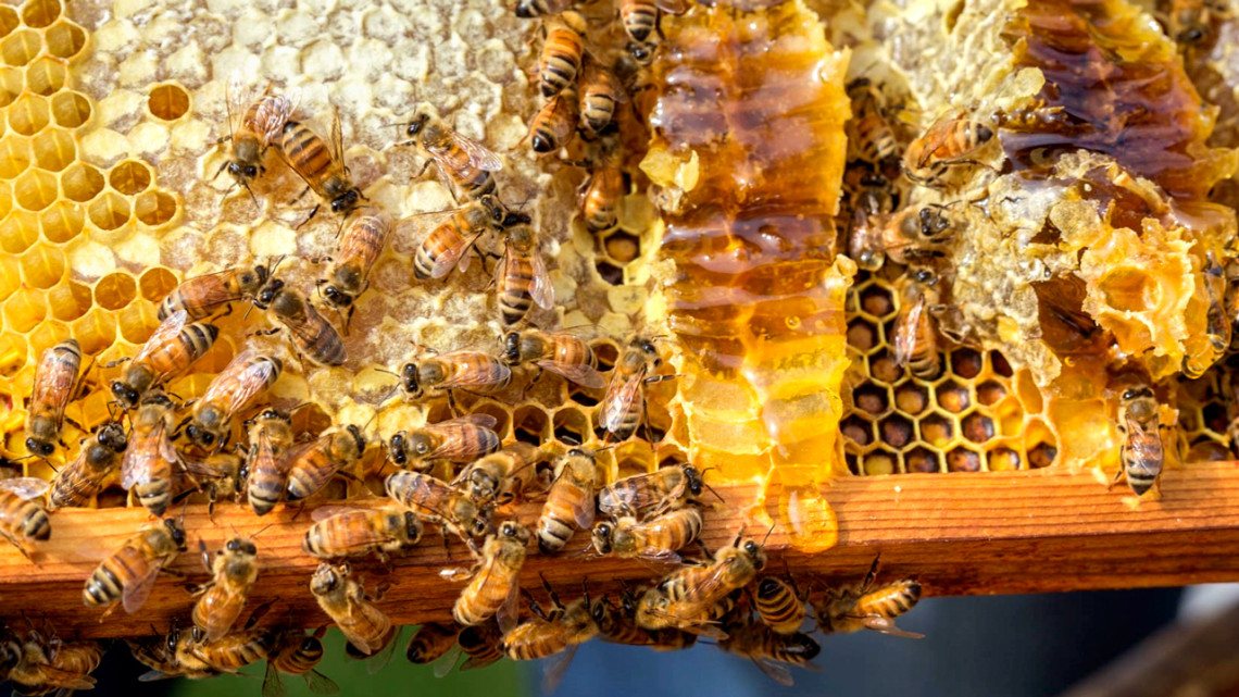 Cornell's tweet photo. Strict regulations have prevented continental U.S. beekeepers from participating in the lucrative organic honey market, but new research finds that bees' actual habits make certain rules too extreme. The findings potentially provide evidence for federal agencies to ease restrictions and open organic markets to U.S. producers.
 
“Consumers are willing to pay 20 to 30% more for organic certified honey than nonorganic certified honey,” said Scott McArt, associate professor of entomology in @CornellCALS and a senior author of the new study, published July 29 in the journal Science of the Total Environment.
 
“If organic honey was possible to produce in the continental U.S., it would open up a huge market for our country's beekeepers, who are really struggling right now.”

Read more: https://t.co/J4TO6WZQhZ.