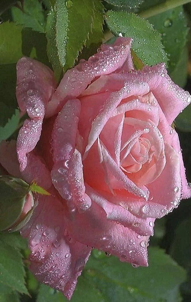yagnaja's tweet photo. #RosesWednesday ♥️🩶 https://t.co/MfQlBjXtsz