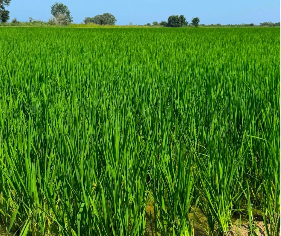 TimacAGROEspana's tweet photo. 🌾 Las altas temperaturas han provocado problemas de nascencia y en el desarrollo de este arroz, pero con una fertilización full TIMAC ¡logramos su total recuperación! Así luce tras el aporte nutricional de D-CODER TOP  😉 https://t.co/TvWOcdAPsT