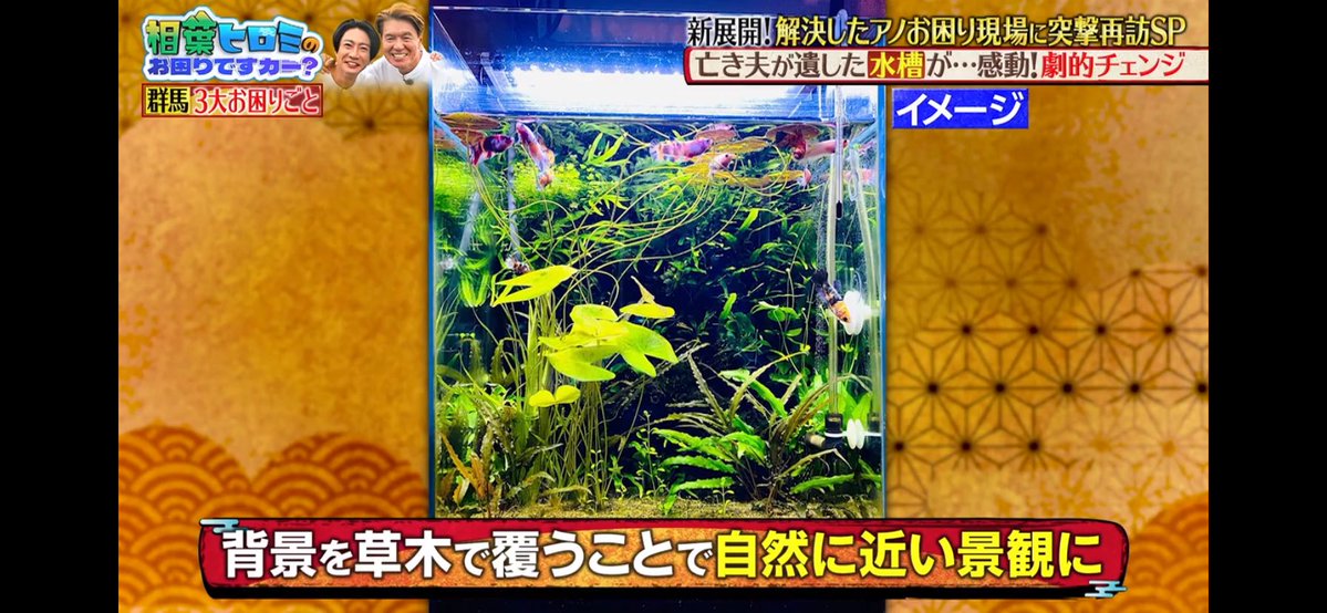 toy_studio_toy's tweet photo. #相葉ヒロミのお困りすカー？

水槽を壁面緑化でグレードアップしようと言う企画のイメージ写真として私の「モネの池水槽」写真がいえーい
ヽ(´▽｀)/ https://t.co/cYxJyCiG6w