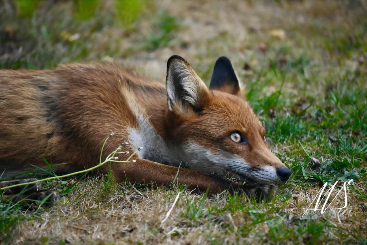 Matt_S_1982's tweet photo. A sleepy 🦊 visit. #redfox #urbanfox #FoxoftheDay https://t.co/rBlIvb3QXO