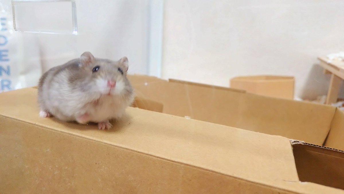 ChickenZombies_'s tweet photo. ❤️‍🔥ぱむの日🐹ぱむの日🐹ぱむの日🐹
#ぱむすけ https://t.co/YxdEJAZP1e