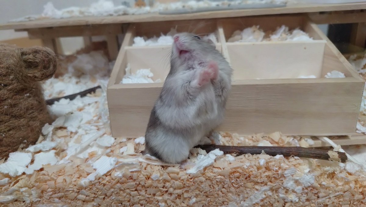 ChickenZombies_'s tweet photo. ❤️‍🔥ぱむの日🐹ぱむの日🐹ぱむの日🐹
#ぱむすけ https://t.co/YxdEJAZP1e
