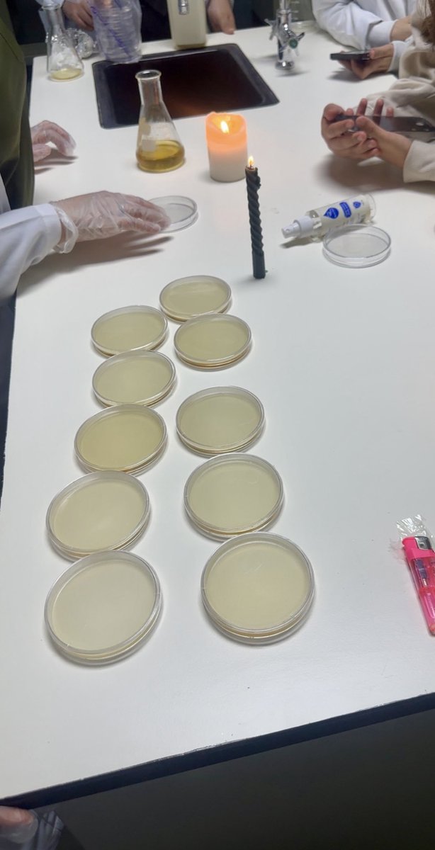 Lamy434's tweet photo. عزل وتنمية فطريات عفن الخبز (Bread Mold Isolation and Culturing) https://t.co/GJffta8YOF