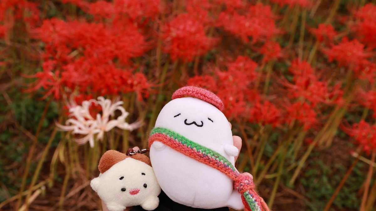 sen_sow's tweet photo. 今年も曼珠沙華行きたい((((っ・ω・)っ https://t.co/rZHs7B2xLM