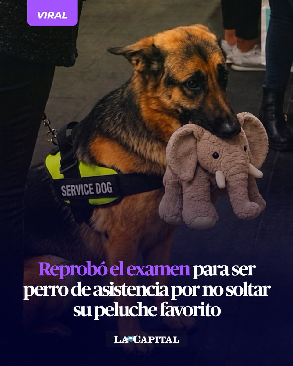 lacapital's tweet photo. 💗🦮 NECESITO DARLE UN ABRAZO

La historia tiene como protagonista a este pastor alemán, quien fue a rendir para ser perro de asistencia y reprobó el examen por el apego que tuvo a su peluche, un pequeño elefante que lleva con él prácticamente a todas partes.

🐘 Durante el proceso de entrenamiento, los perros deben demostrar concentración, disciplina y la capacidad de desenvolverse sin distracciones. Sin embargo, este adorable perrito parecía tener una prioridad muy clara: nunca separarse de su querido elefante de felpa, al que trataba como si fuera un verdadero tesoro.