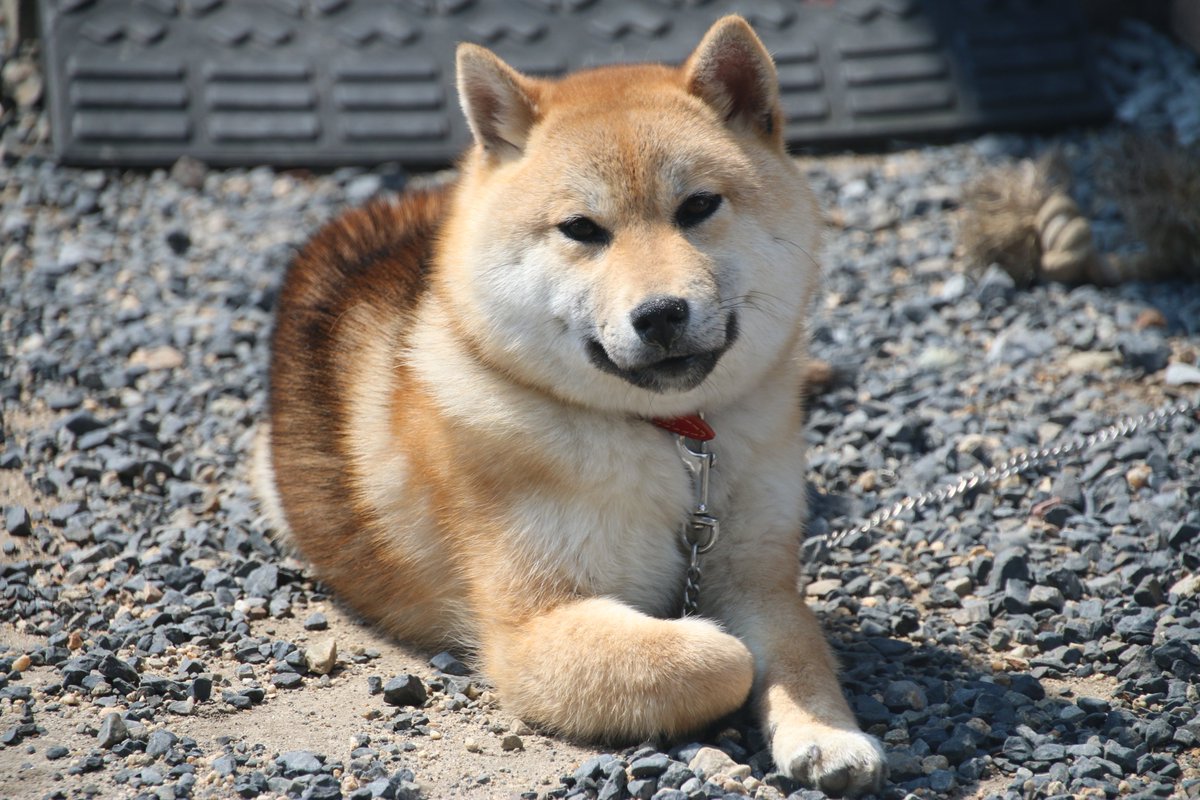 _yamatake_'s tweet photo. 小さい頃の愛犬の写真出てきた

剛腕すぎん？笑 https://t.co/mmDE2B46FJ