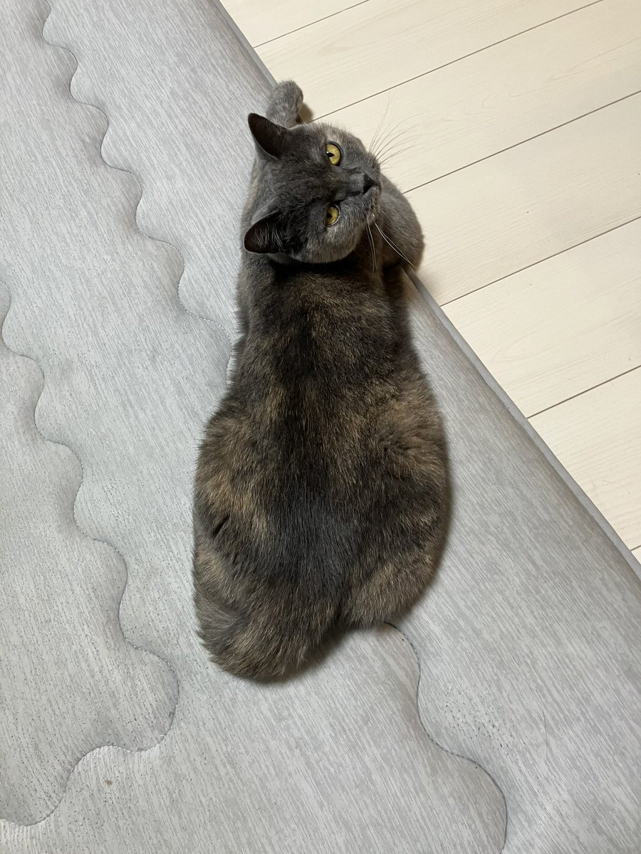e_mi_ru_2's tweet photo. #SiMねこ盤 https://t.co/fcyql9Qo6L