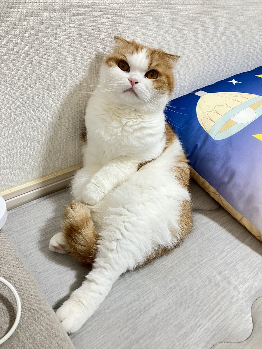 e_mi_ru_2's tweet photo. #SiMねこ盤 https://t.co/fcyql9Qo6L