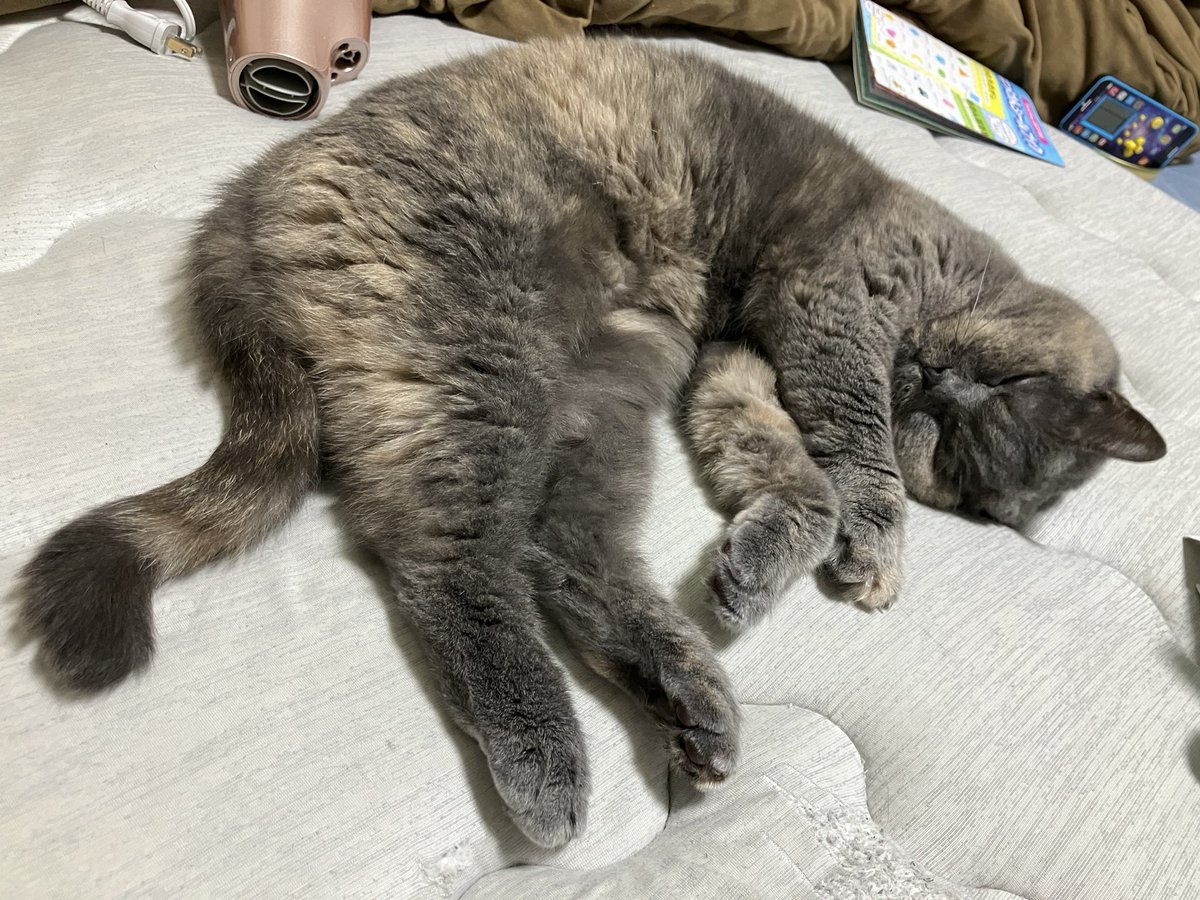e_mi_ru_2's tweet photo. #SiMねこ盤 https://t.co/fcyql9Qo6L
