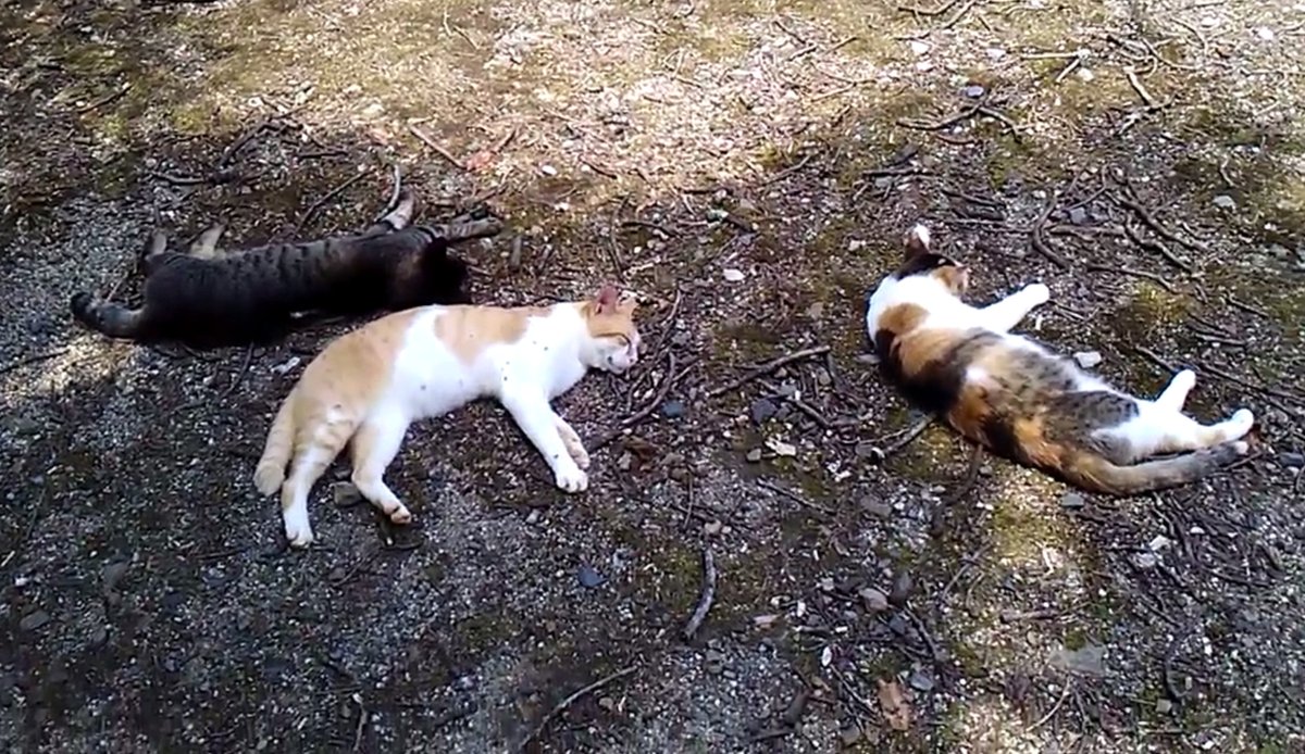 nora220215's tweet photo. アッ、猫が死んでる！
誰だ犯人は！ TNR活動家か？それとも猫逆殺魔か？
いいえ、どちらでもありません。はんにんは猛暑です。
そして死んでません。地面に張り付いて寝てるだけ。
ここは私のよく行く野良猫保護地です。
TNR活動家も猫虐殺魔もいません。
日陰は涼しいな。
https://t.co/8BewZinOR4 https://t.co/F1bfX3rJGA