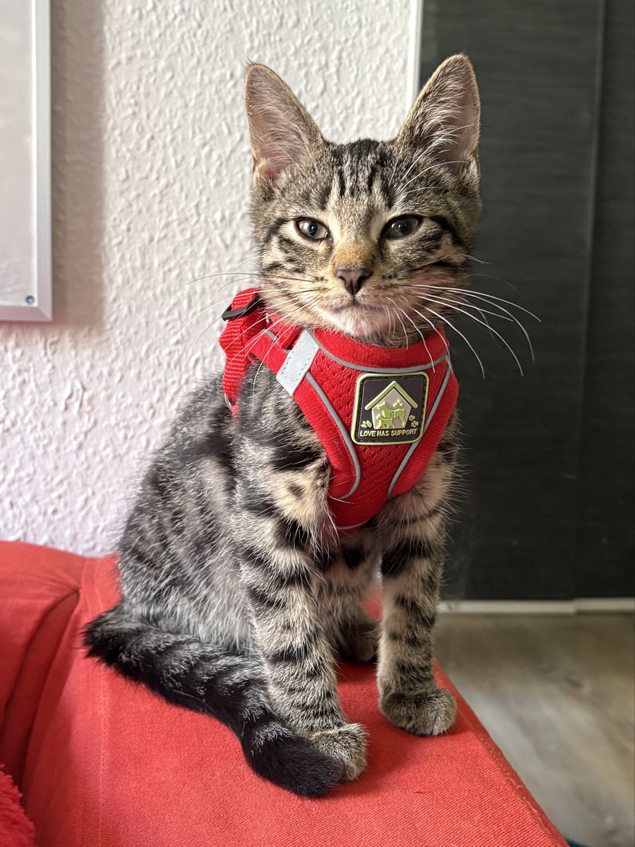 stomponshao's tweet photo. @FantasyWorldW1 Meleys looks so sharp and I love it. Named my cat after her https://t.co/9rEkUR9Bvt