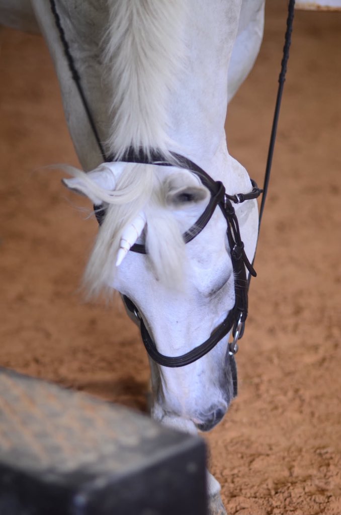 dowderadorer's tweet photo. MY UNICORN!! https://t.co/iB5Gx5BRc3