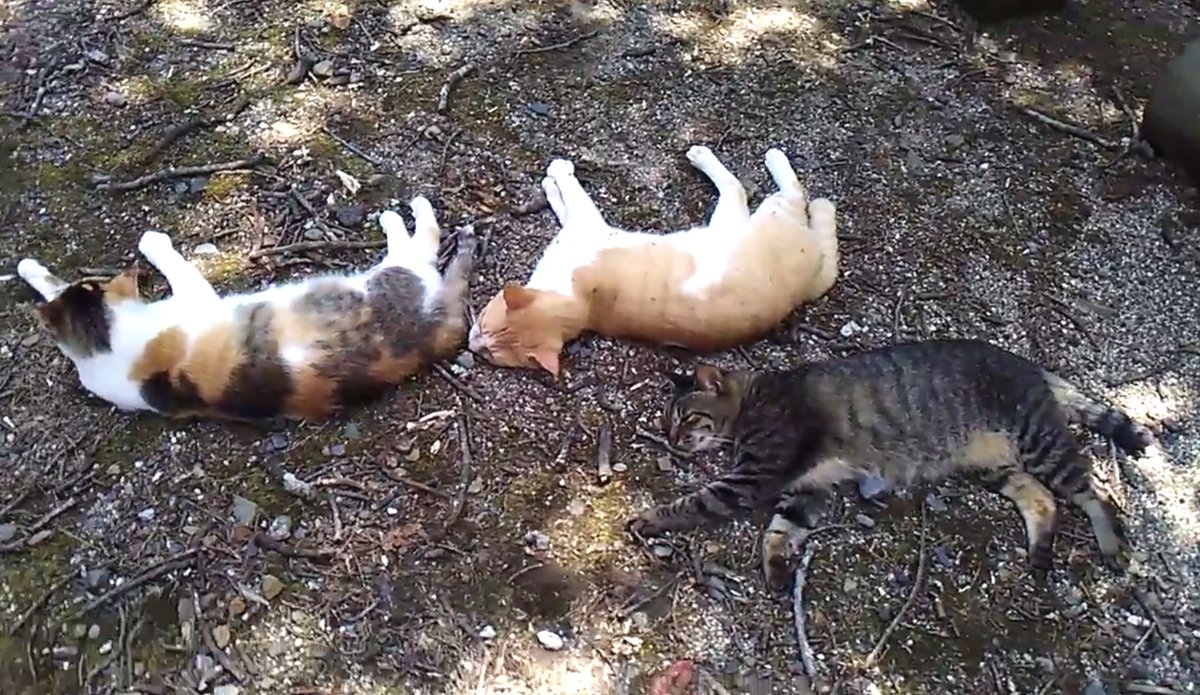 nora220215's tweet photo. アッ、猫が死んでる！
誰だ犯人は！ TNR活動家か？それとも猫逆殺魔か？
いいえ、どちらでもありません。はんにんは猛暑です。
そして死んでません。地面に張り付いて寝てるだけ。
ここは私のよく行く野良猫保護地です。
TNR活動家も猫虐殺魔もいません。
日陰は涼しいな。
https://t.co/8BewZinOR4 https://t.co/F1bfX3rJGA