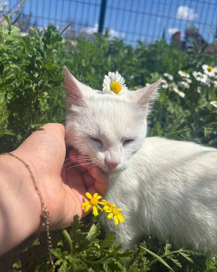 AnimalsL62991's tweet photo. "Just a little fluff enjoying the sunshine." ☀️ https://t.co/zFfhCGctph