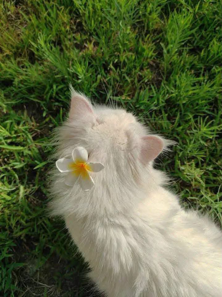 AnimalsL62991's tweet photo. "Just a little fluff enjoying the sunshine." ☀️ https://t.co/zFfhCGctph