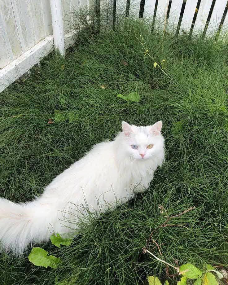 AnimalsL62991's tweet photo. "Just a little fluff enjoying the sunshine." ☀️ https://t.co/zFfhCGctph