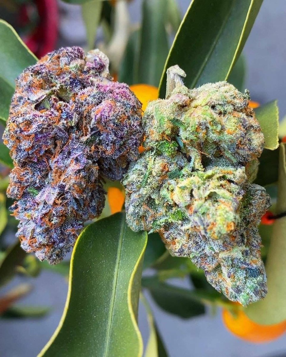 EVAuthoHub's tweet photo. NEED SOMETHING ELSE?
SHOP ON MY DISCORD here👇 https://t.co/NEi1w2B1oy

#kush #cannabis #lean #xanax #vape #thc #weed #ohiothc #exotictwt #vape #prerolls https://t.co/Fw1MLg2Shc