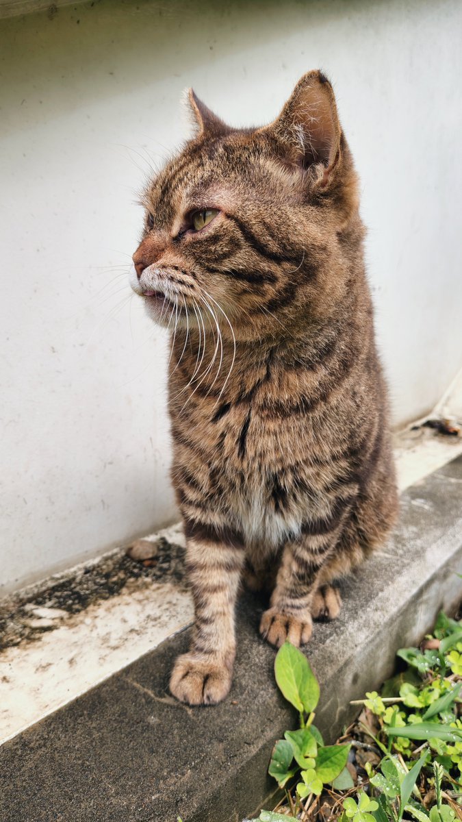 tattuu410's tweet photo. 今日の猫さんです https://t.co/ZVrWfZt8Yi