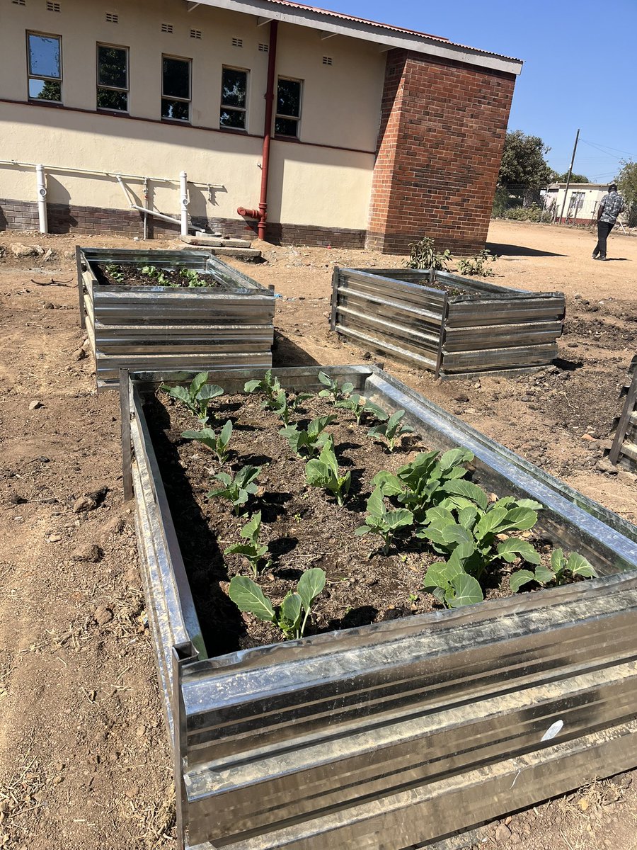 hut_green's tweet photo. The Hivos team visited #UrbanFutures sites, starting at Maranatha High School’s food forest, where the Hivos Regional Coordinator planted a tree. They later visited the Isiziba Youth Innovation Hub, where raised beds are taking shape to support #climatesmart farming. https://t.co/8KrZcQoKL4