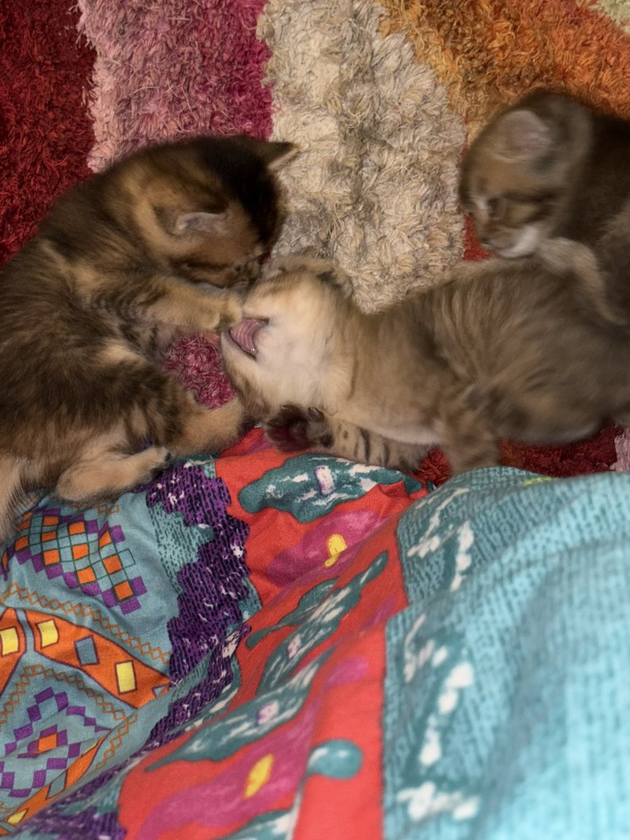 rodymoh_'s tweet photo. My cats have only two moods: sleeping and fighting. There’s no in between. https://t.co/dbLMhC1eph