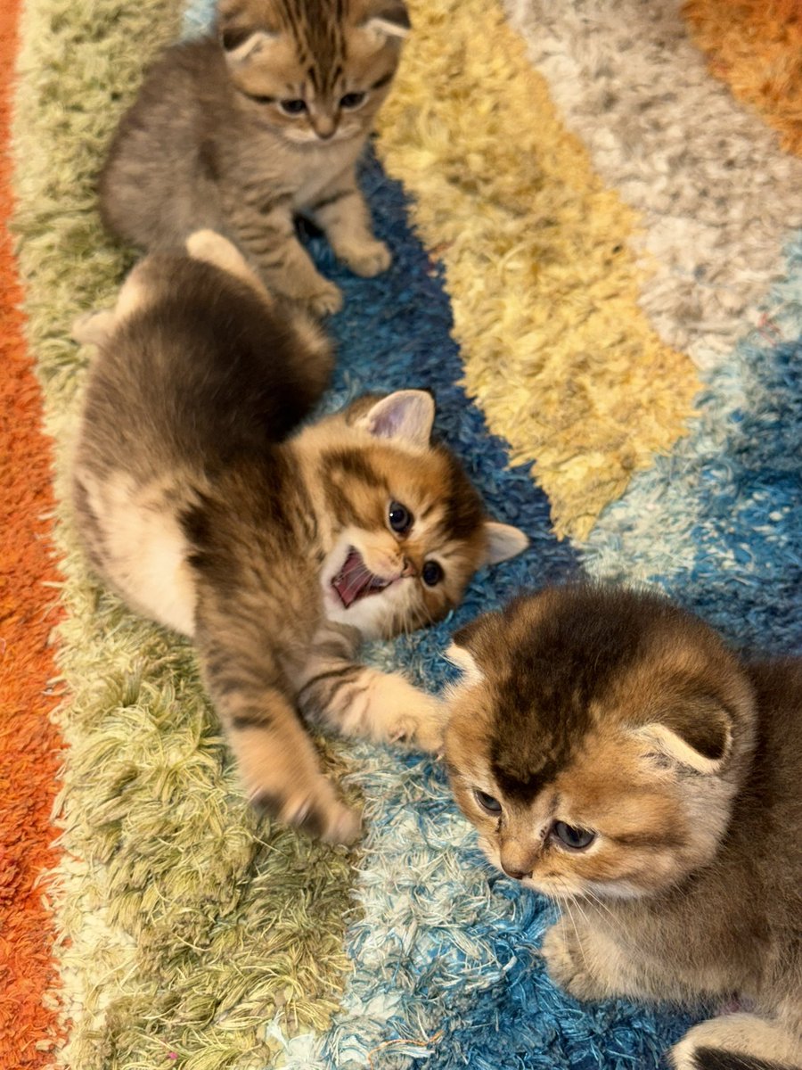 rodymoh_'s tweet photo. My cats have only two moods: sleeping and fighting. There’s no in between. https://t.co/dbLMhC1eph