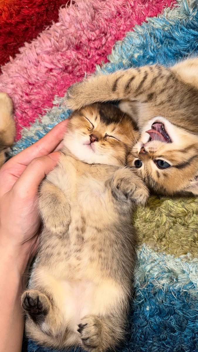 rodymoh_'s tweet photo. My cats have only two moods: sleeping and fighting. There’s no in between. https://t.co/dbLMhC1eph