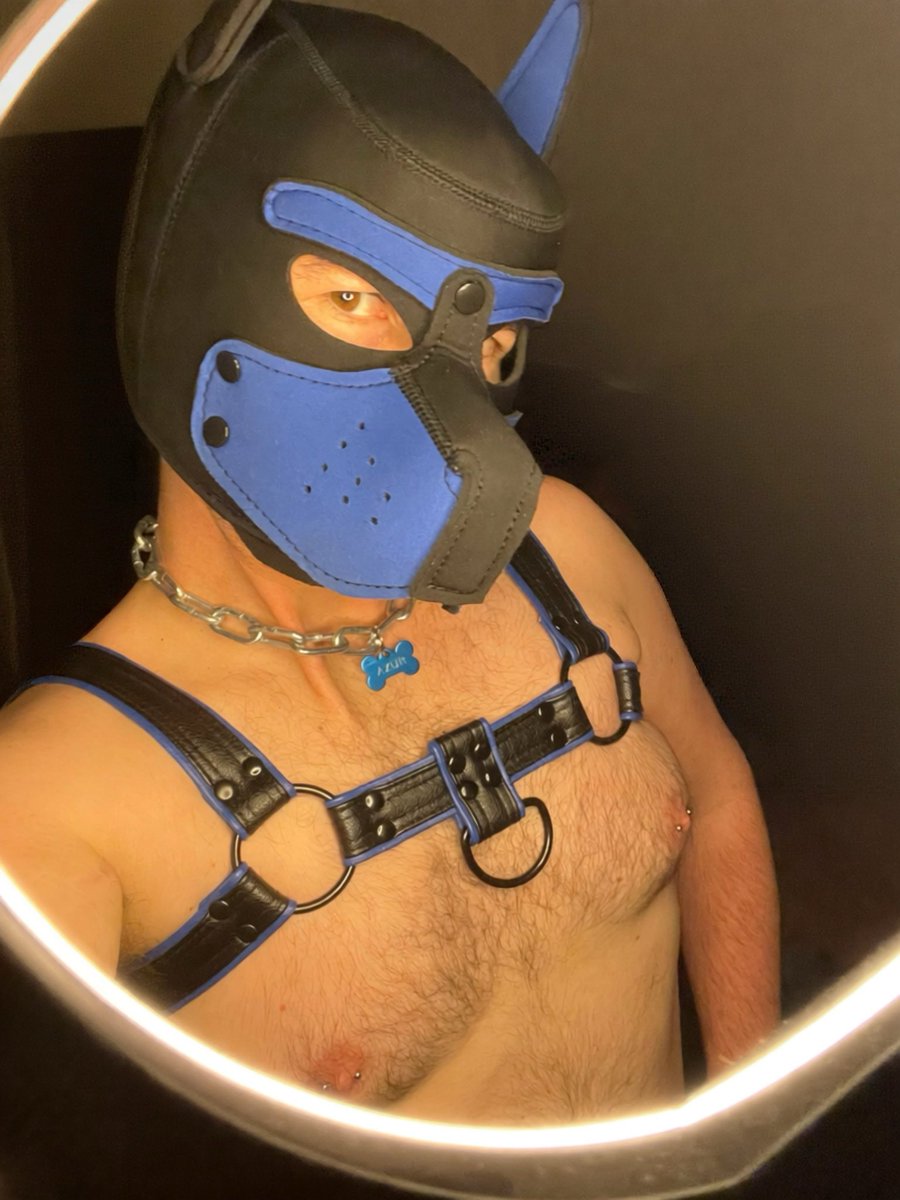 PupAzur's tweet photo. Was I supposed to behave? 🐾😈 https://t.co/09pxzG8sbe
