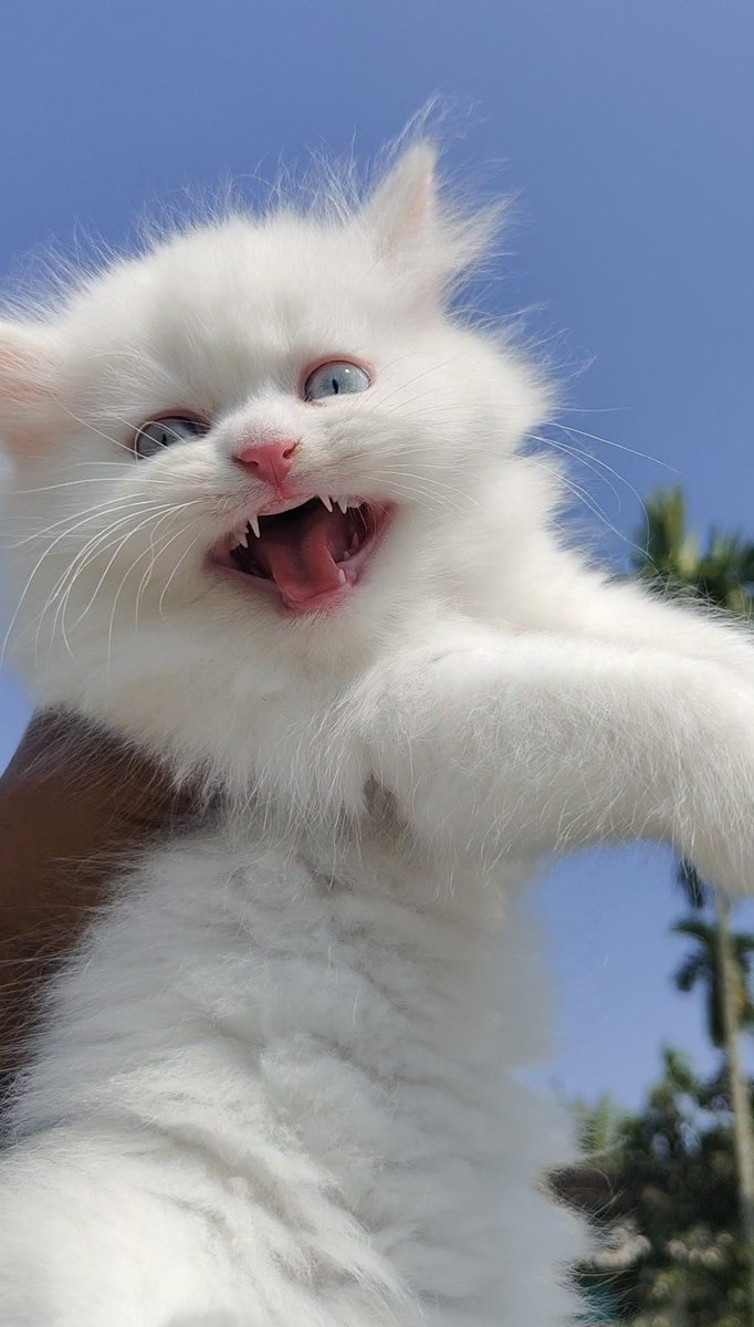 24_cat_planet's tweet photo. A little cloud with a BIG personality! 😺✨ On a scale of 1-10, how adorable am I? 🤔
.
.
.
#KittenLife #WhiteKitten #BlueEyesCat #CuteKitten #CatLovers #FluffyCat #CatLife #KittenLovers https://t.co/FurqyOWcvE
