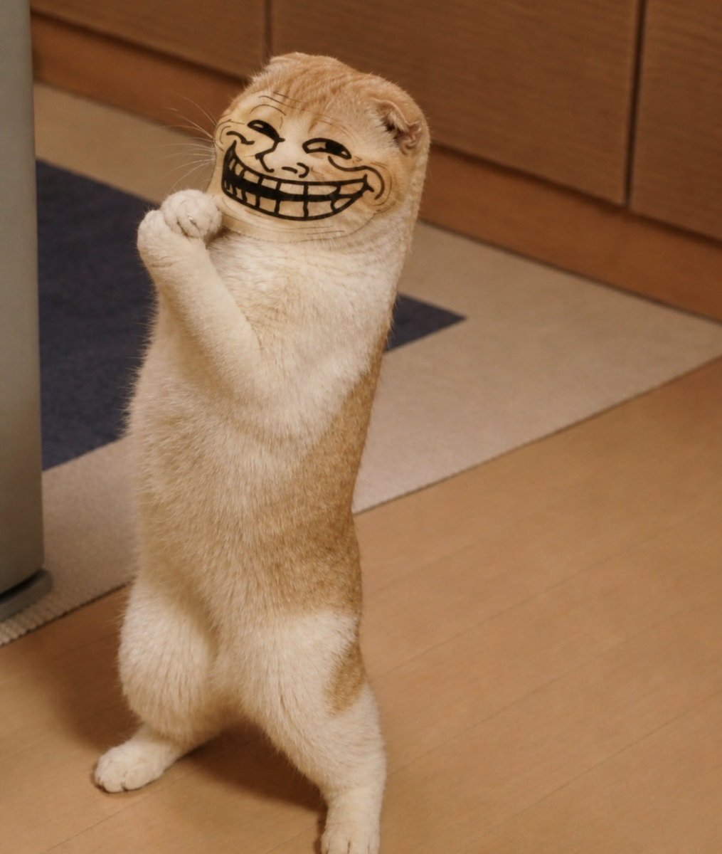 basecatcc7's tweet photo. hi @bankrbot  launch token 
trollCat
ticker trollCat on robinhood chain https://t.co/aBVoUyEGzS