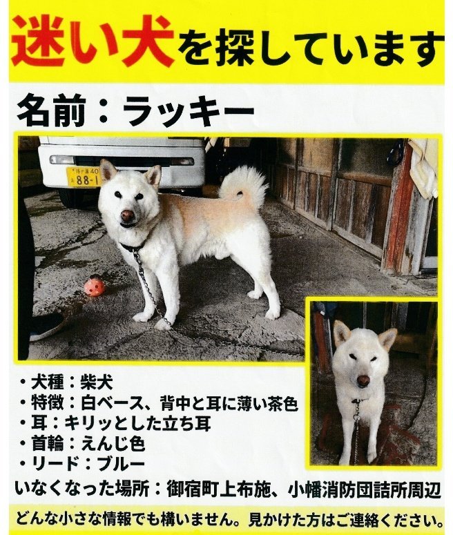 8tdhrt's tweet photo. 色んな覚悟はしていますが、絶対に迎えに行きたいです。アドバイスや些細な事でも構いませんので、皆様のお力を貸してください！
#迷子犬探してます
#迷子犬
#柴犬
#白柴
#拡散RT希望
#助けてください
#いすみ市
#夷隅郡
#千葉県 https://t.co/OsweQlib0P
