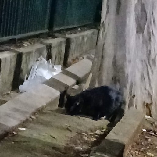 carpenteeilish's tweet photo. oi família, quem tiver condição, peço AJUDA pra comprar a RAÇÃO dos 300 Gatos e Cachorros q minha mãe Alimenta na Rua há 20 anos!

no momento estou desempregada e só com o salário do meu pai fica difícil, Obrigada desde já.

PIX: (11)95790-1484
PIX: francisco.dgivaldo@hotmail.com https://t.co/HGPFTQk1jD