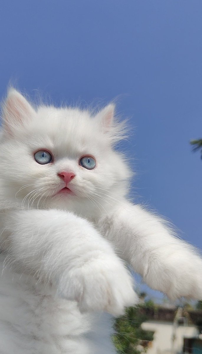 TheCatsPlanetBD's tweet photo. A little cloud with a BIG personality! 😺✨ On a scale of 1-10, how adorable am I? 🤔
.
.
.
#KittenLife #WhiteKitten #BlueEyesCat #CuteKitten #CatLovers https://t.co/YvJvJq2rTZ
