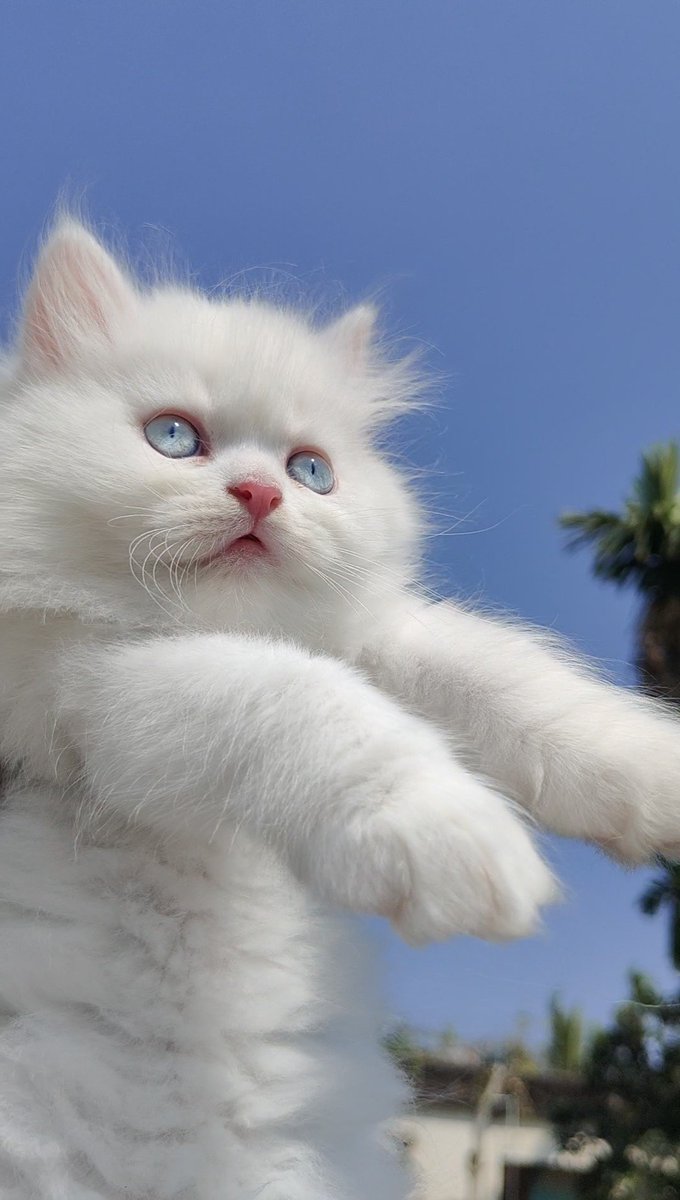 TheCatsPlanetBD's tweet photo. A little cloud with a BIG personality! 😺✨ On a scale of 1-10, how adorable am I? 🤔
.
.
.
#KittenLife #WhiteKitten #BlueEyesCat #CuteKitten #CatLovers https://t.co/YvJvJq2rTZ