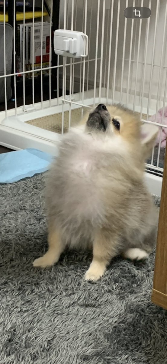 pretty_solulu's tweet photo. 胸毛、かなり育ちましたね https://t.co/iUKL35GcKK