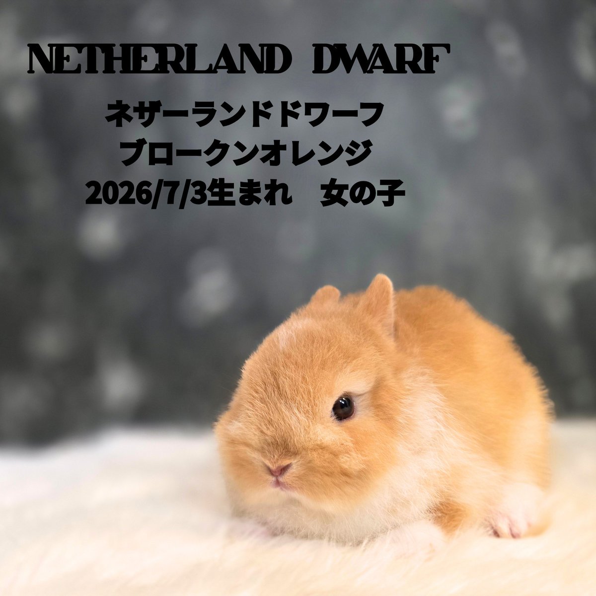 monlapin_rabbit's tweet photo. モンラパンには現在7種のうさぎさんがいます！
うさぎ好きさんは必見です！
ぜひ会いに来てくださいね！
夏休みセールも好評実施中です！！
詳しくはホームページをご覧ください！
https://t.co/X0xaTGJSXP

#ネザーランドドワーフ　#ホーランドロップ　#ライオンヘッド　#ジャージーウーリー https://t.co/iUISUWae6z