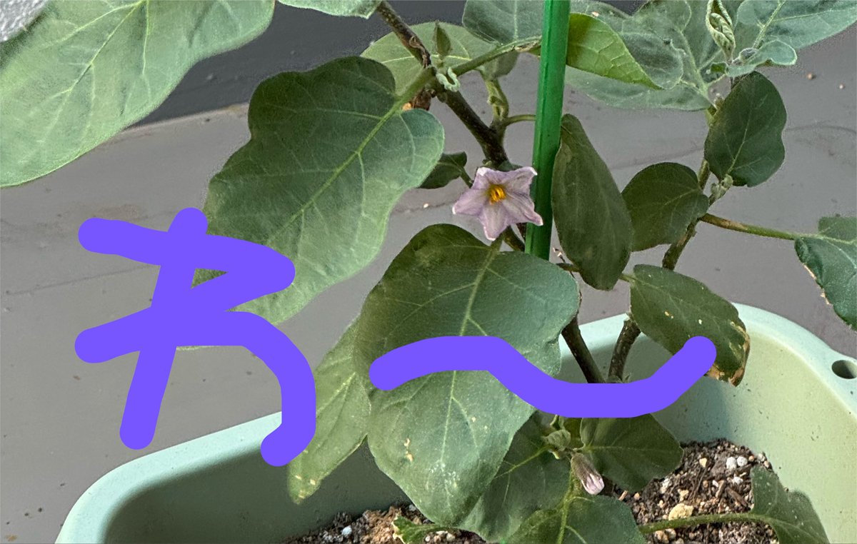 umimimibe's tweet photo. 育ててる茄子の花咲いた(  ͡  ͜ ͡  )♩ https://t.co/ld1FsYI9Jp