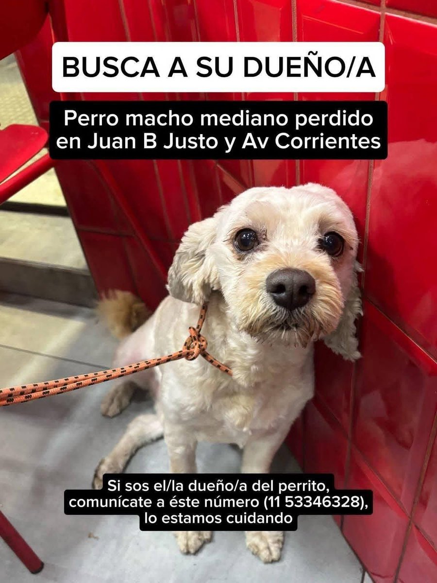 soyfashionblog's tweet photo. Llamado a la solidaridad !! Compartir por favor 🙏 Se busca a sus dueños  #perroencontrado #perro #villacrespo #Caba https://t.co/4vRhnfm79m