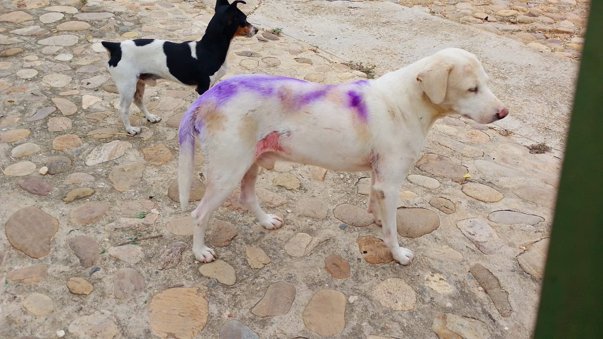 mapigaviria's tweet photo. 🚨 PERROS CON QUEMADURAS GRAVES Y PIEL EXPUESTA REQUIEREN ATENCIÓN VETERINARIA DE URGENCIA EN BUCARAMANGA 🚨 

Varios animales han sido quemados en las últimas semanas en la Vereda Sabana, ayer nos reportaron al menos 3 perros de la  comunidad que aparecieron con ampollas y piel expuesta. 

La intolerancia y la crueldad hacia los animales reflejan una falta profunda de empatía social y un ciclo destructivo de violencia. 

Estos actos de abuso injustificado dañan a seres vulnerables e impactan de manera negativa la convivencia pacífica y el respeto por la vida en nuestra comunidad. 

📱 Número de contacto: 3173760451 

📍Vereda la Sabana, Municipio de Bucaramanga. Indicaciones: Por el Norte, subiendo desde Puente Tierra.  

@Cportilla40 @AlcaldiaBGA @interiorbga @PoliciaBmanga @AlfonsoPintoFra @Salud_Bga @vanguardiacom @CaracolBga @LaCIA_col @OrlandoBeltranQ @CamiMachado10_