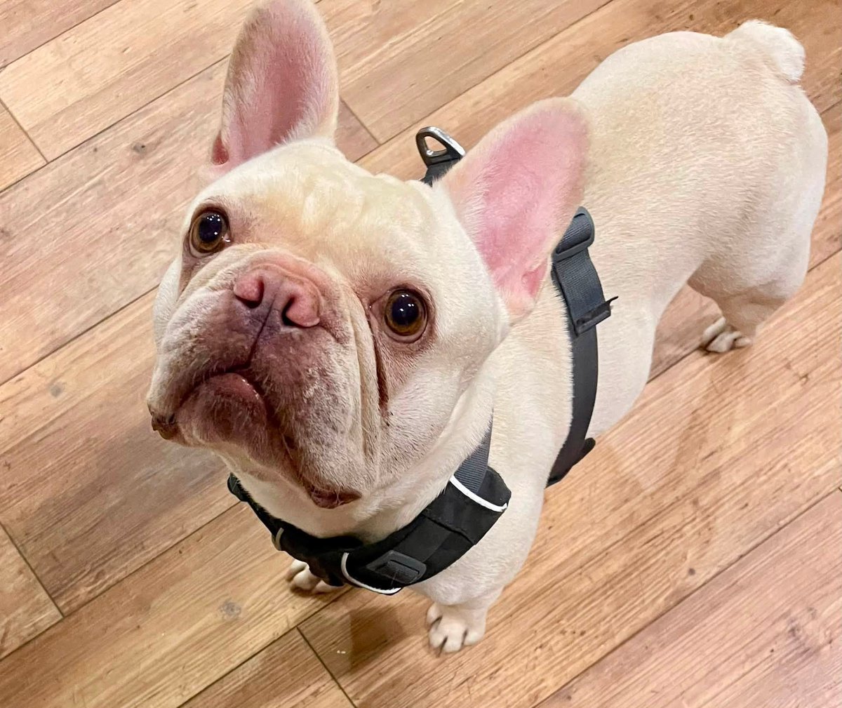 AvacasSGE's tweet photo. It's been 4 months since Pippa passed and it's been 30 years since we haven't had a dog in the house, so we've decided to adopt this little nugget, Finley. https://t.co/qFAPoD0eUI