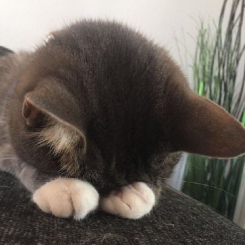 cat_umm's tweet photo. https://t.co/O6Rk0DVN9z