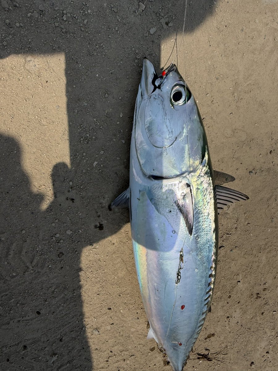 takeru915fish's tweet photo. 食べるための釣り！
ソウダガツオはこの時期の恵 https://t.co/SY2aUmsASe