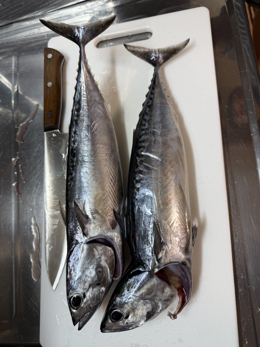 takeru915fish's tweet photo. 食べるための釣り！
ソウダガツオはこの時期の恵 https://t.co/SY2aUmsASe