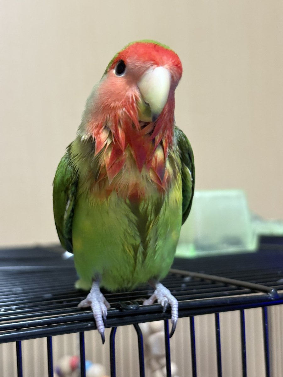 Azky3M's tweet photo. 水浴び後と若干ブレたテヘペロ
#コザクラインコ https://t.co/MQE2yr8zss