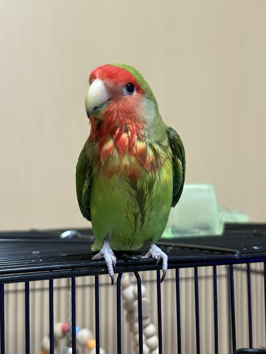 Azky3M's tweet photo. 水浴び後と若干ブレたテヘペロ
#コザクラインコ https://t.co/MQE2yr8zss